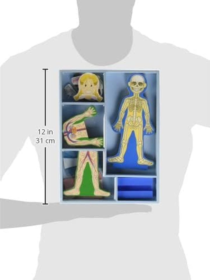 Magnetic Human Body Anatomy Play Set with 24 Magnetic Pieces and Storage Tray