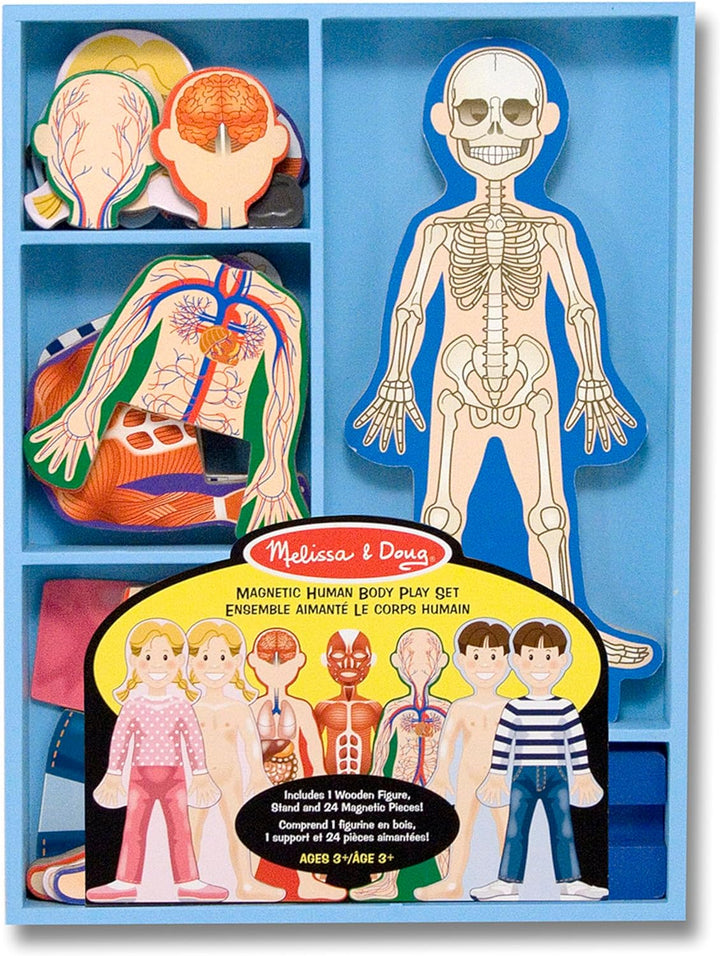 Magnetic Human Body Anatomy Play Set with 24 Magnetic Pieces and Storage Tray
