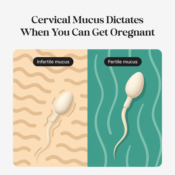 Fertility Tracker + Free Fertility App | Gold | Discover Your Most Fertile Days | No Recurring Costs | Predicts Fertile Window | Helps Exercise Pelvic Floor Muscles