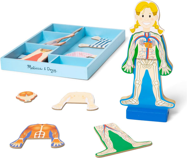 Magnetic Human Body Anatomy Play Set with 24 Magnetic Pieces and Storage Tray